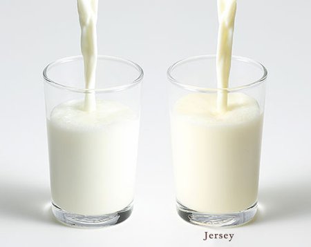 蒜山酪農　普通の牛乳とジャージーミルクの色比較