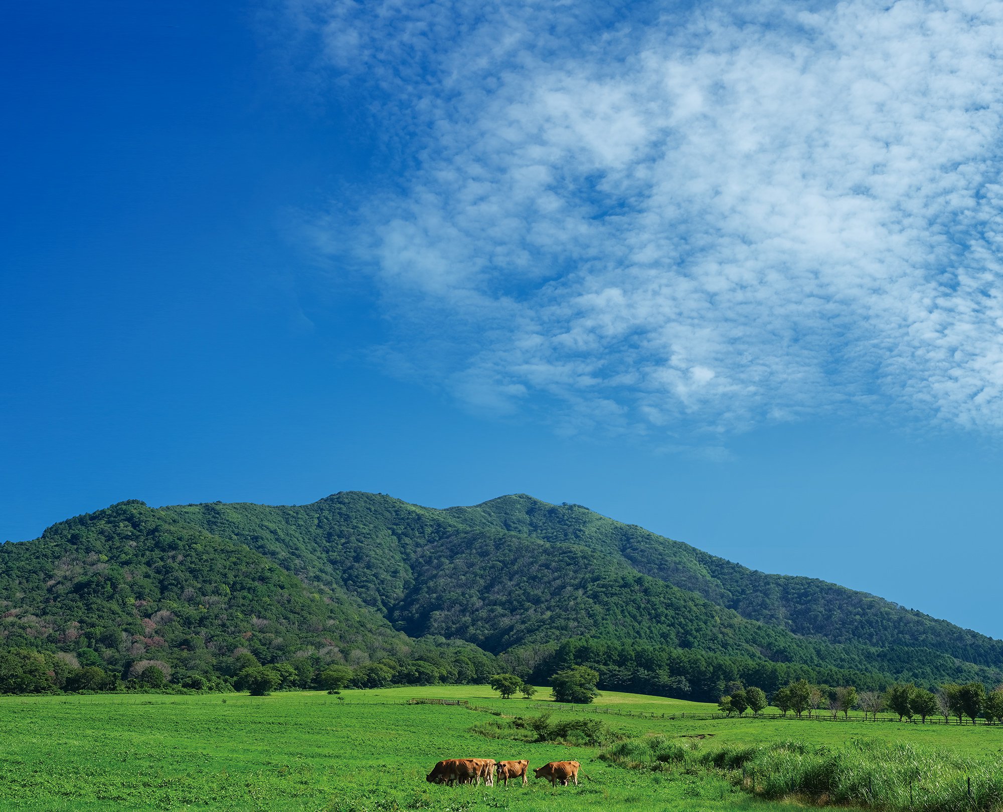 蒜山高原の風景