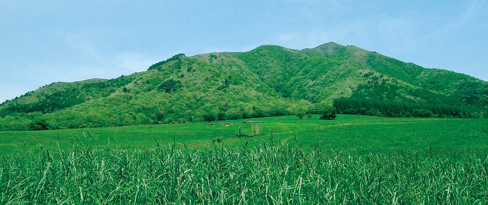 蒜山の牧草