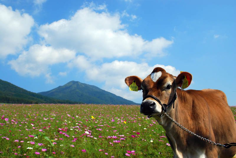 蒜山酪農のジャージー牛