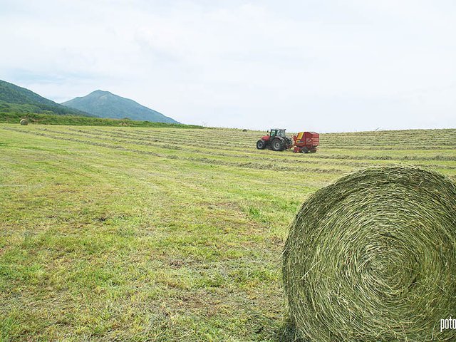 蒜山酪農の放牧場