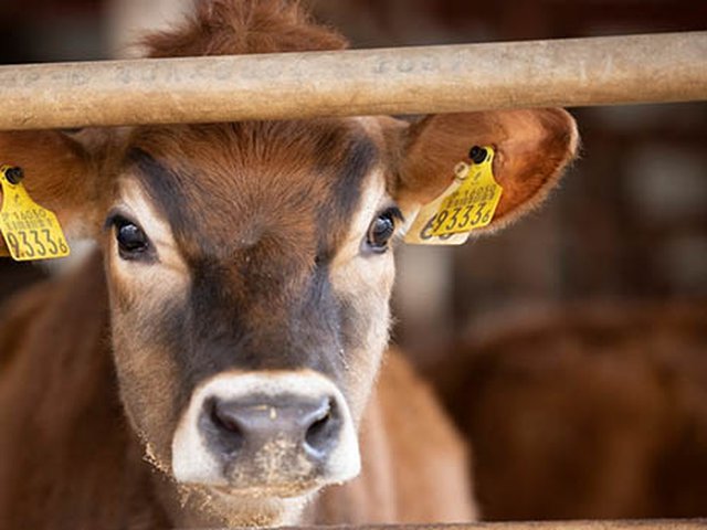蒜山酪農育成牧場のジャージー牛