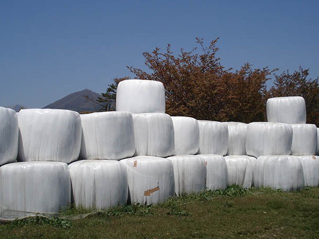 蒜山酪農の牧草地